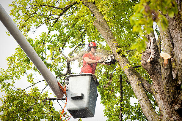  Myrtle Point, OR Tree Service Pros